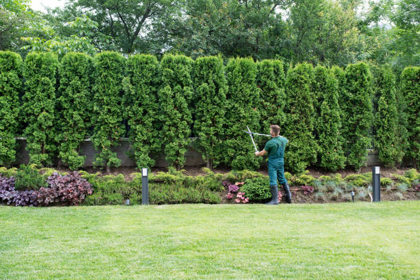 Best Lawn Disease Treatment  in , NC